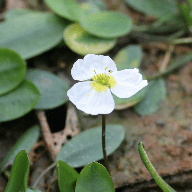 Close up of white flower with yellow centre on floating water plantain