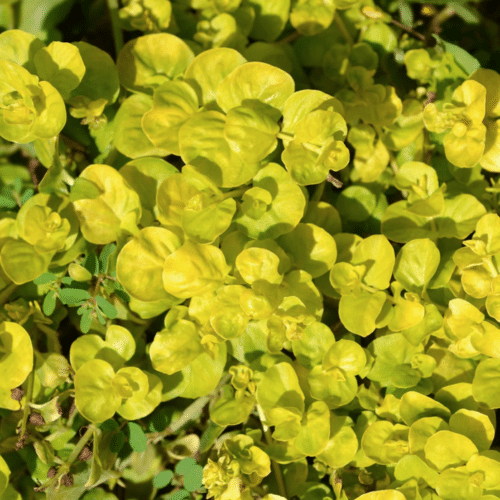 Lysimachia nummularia Aurea cascading over pond edge with bright golden leaves