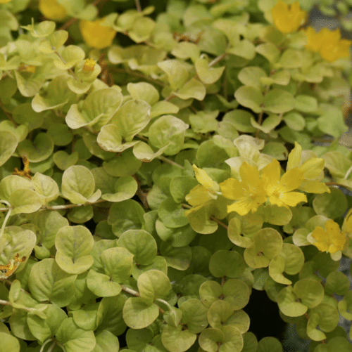 Golden Creeping Jenny growing in shallow water with vibrant yellow foliage
