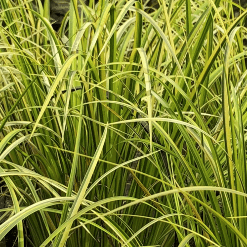Acorus gramineus Ogon with bright golden and green striped leaves growing at pond edge
