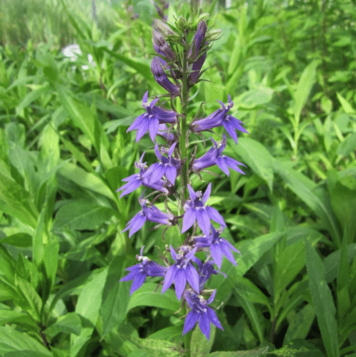 Lobelia siphilitica with tall blue flower spikes growing at pond margin