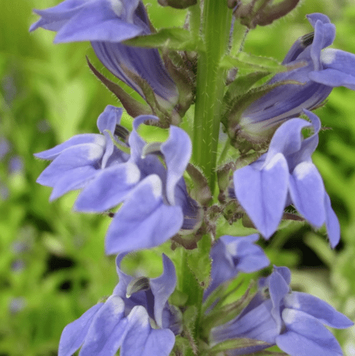 Great Blue Lobelia blooming in damp soil beside pond with vibrant blue flowers