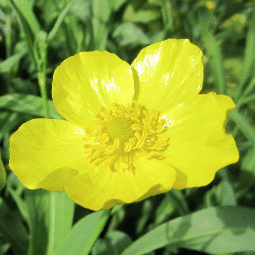 Ranunculus lingua Grandiflorus with bright yellow flowers growing at pond edge