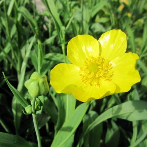 Tall Greater Spearwort plant in shallow water with vibrant yellow blooms
