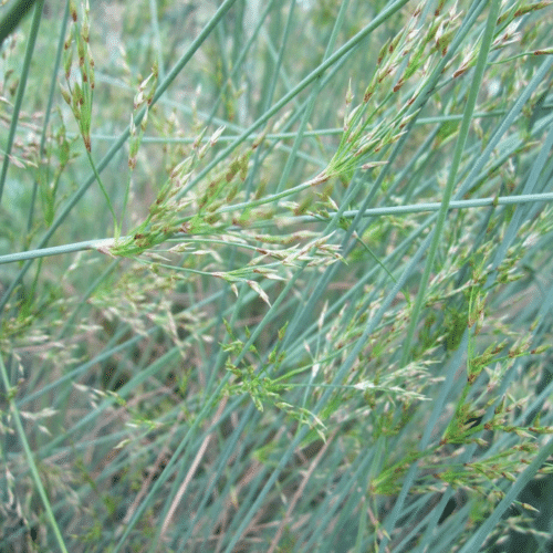 Juncus inflexus with upright blue green stems growing at pond edge