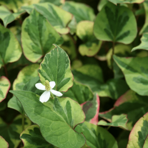 Variegated Chameleon Plant providing ground cover at pond margin with bright foliage