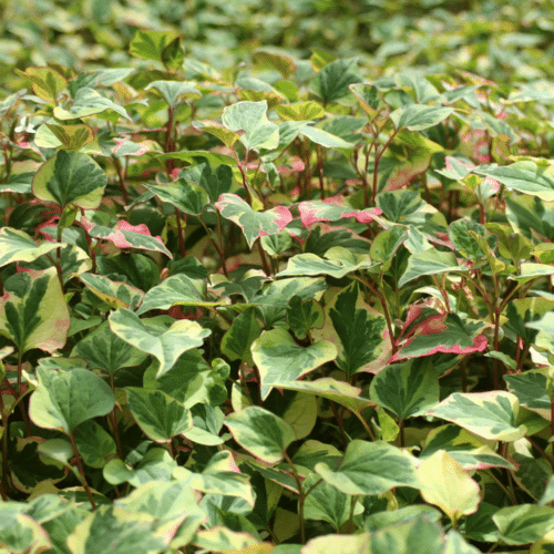 Houttuynia cordata Chameleon with pink yellow and green leaves growing at pond edge