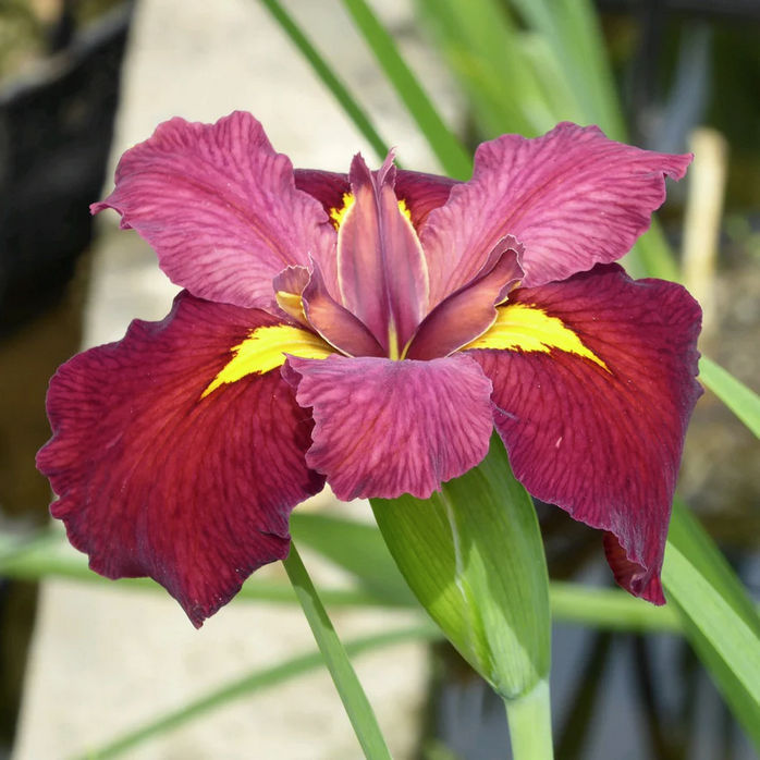 Deep red Louisiana Iris Ann Chowning flowering beside a pond