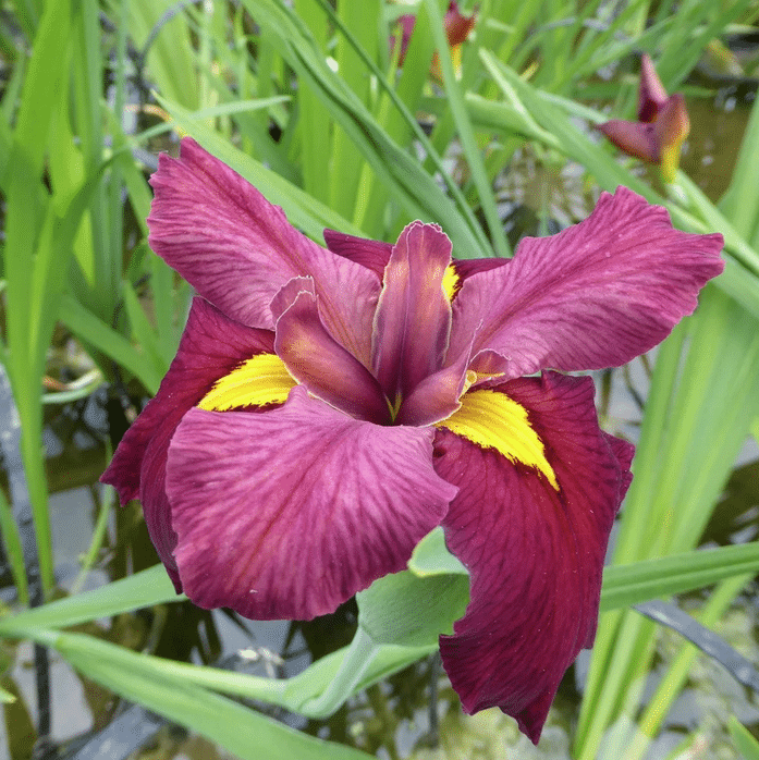 Iris louisiana Ann Chowning with rich red blooms in shallow water