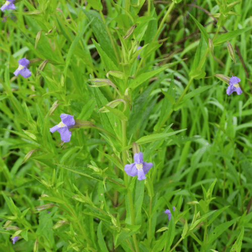 Lavender Musk Mimulus ringens with violet blue flowers growing at pond margin