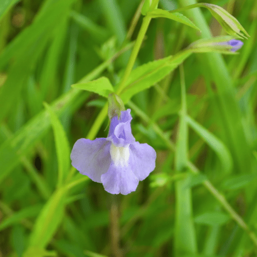 Mimulus ringens flowering in shallow water with soft lavender blue blooms