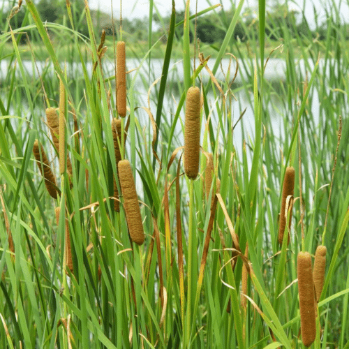 Typha angustifolia growing in large pond margin with dense green foliage