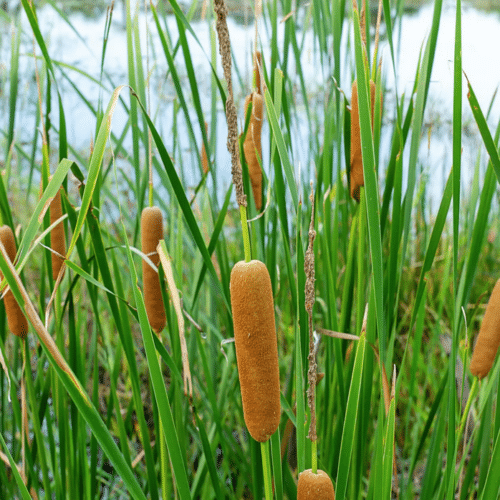 Lesser Bulrush Typha angustifolia with brown flower spikes in wetland