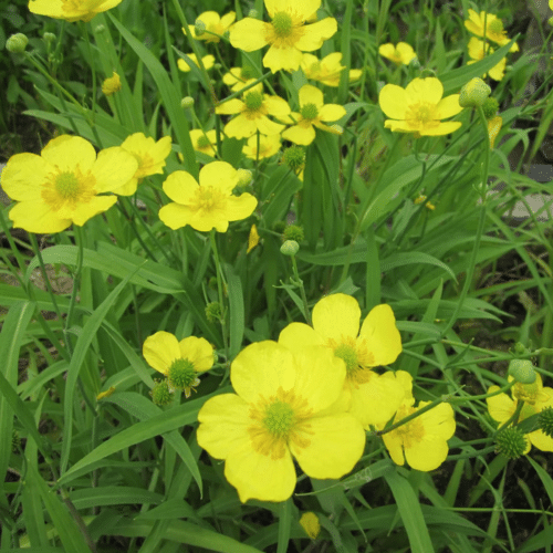 Lesser Spearwort Ranunculus flammula growing on pond margin with bright yellow flowers