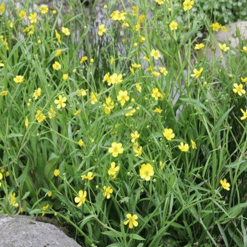 Creeping lesser spearwort covering pond edge with green foliage and yellow blooms