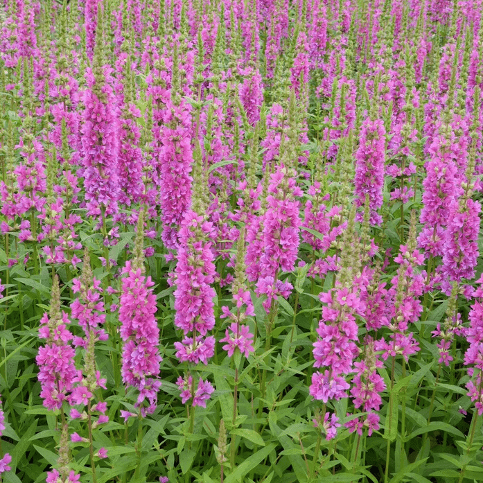 Loosestrife Robert with bright pink flower spikes growing at pond margin