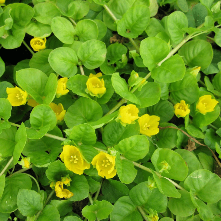 Creeping Jenny Lysimachia nummularia marginal pond plant with bright green rounded leaves and yellow flowers for pond edges and bog gardens