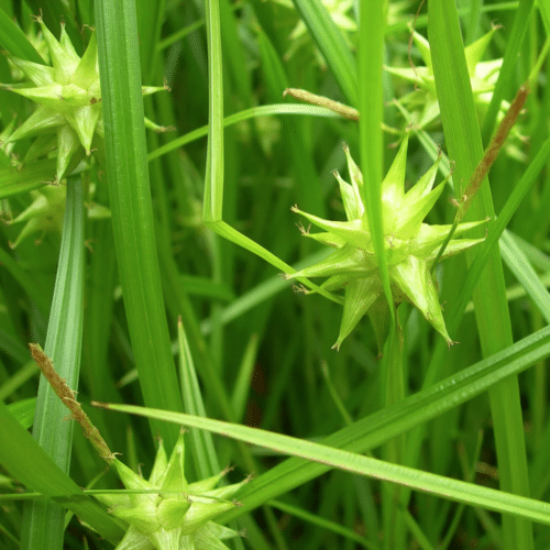 Carex grayi growing in pond margin with arching green foliage and structural form