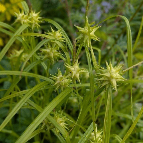 Mace Sedge Carex grayi showing distinctive star shaped seed heads at pond edge