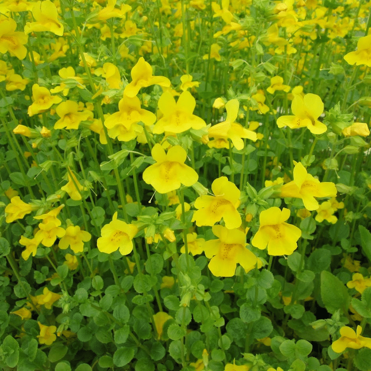 Common Monkey Flower Mimulus guttatus marginal pond plant covered in bright yellow flowers with green foliage