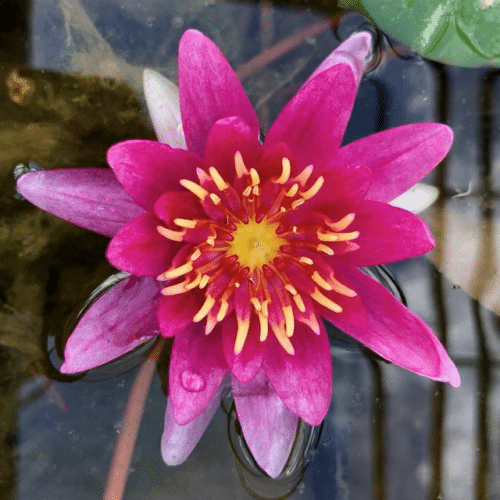 Vesuve waterlily with pink magenta flower floating on garden pond