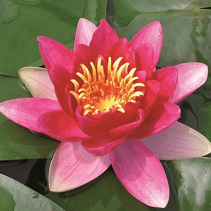 Vesuve Waterlily Nymphaea Vesuve with a vibrant deep pink red flower, golden yellow centre and floating green lily pads