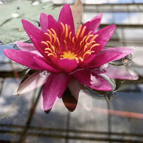 Fragrant vesuve waterlily with vibrant magenta petals and green lily pads