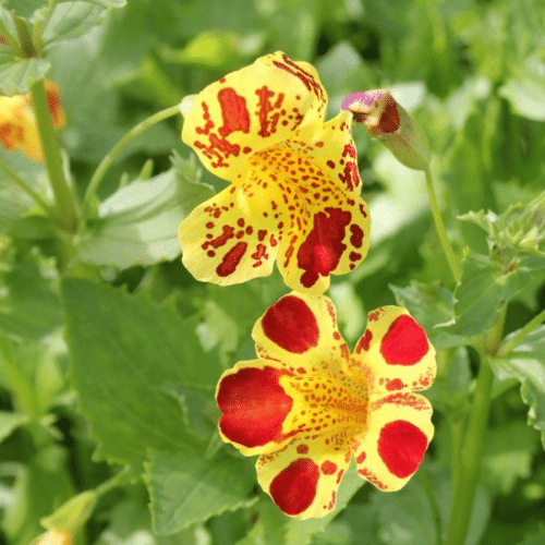 Mimulus luteus Queens Prize with yellow flowers and red blotches growing at pond edge