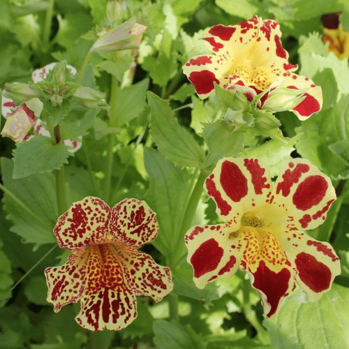 Close up of Mimulus luteus Queens Prize showing patterned yellow blooms in bog garden