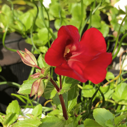 Mimulus cupreus Red Emperor with bright red trumpet flowers at pond edge