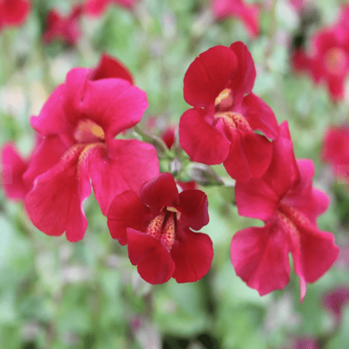 Mimulus Red Emperor growing in shallow water and pond margins