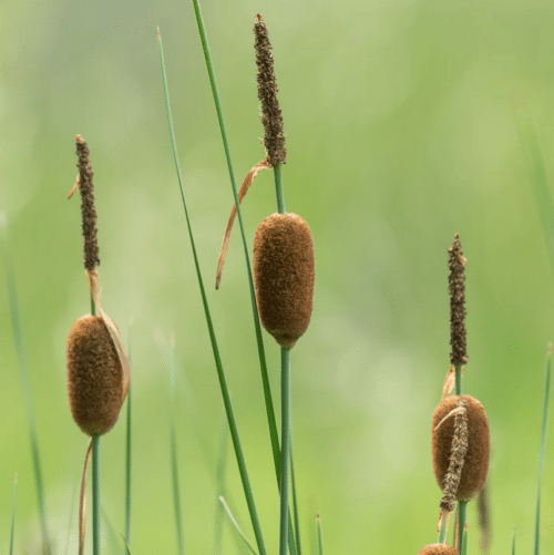Typha minima growing in shallow pond margin with small brown seed heads