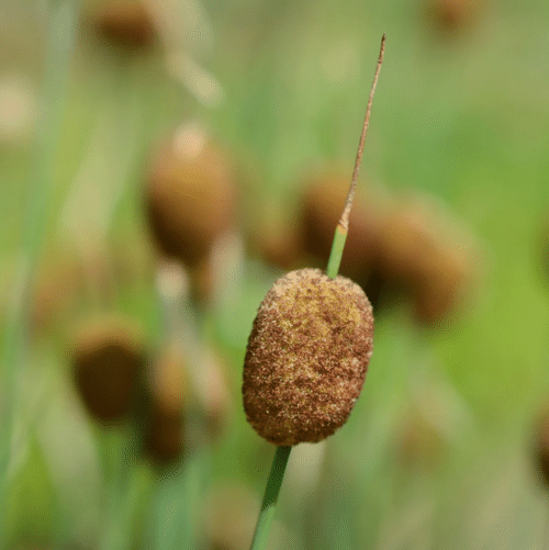 Close up of miniature bulrush seed heads in a garden pond setting
