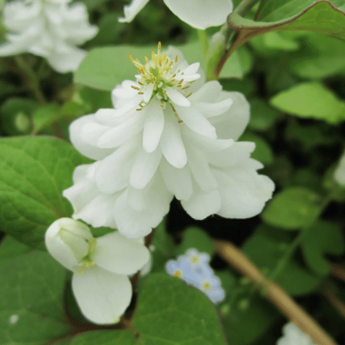 Orange Peel Plant growing at pond margin with white double flowers