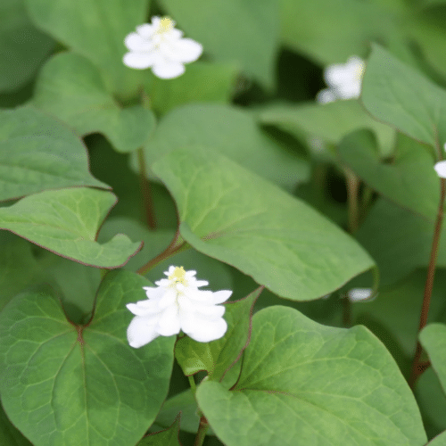 Houttuynia cordata Plena spreading along pond edge with heart shaped leaves