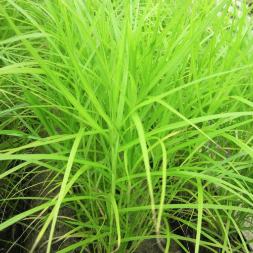 Palm Sedge growing at pond margin with distinctive tiered green foliage
