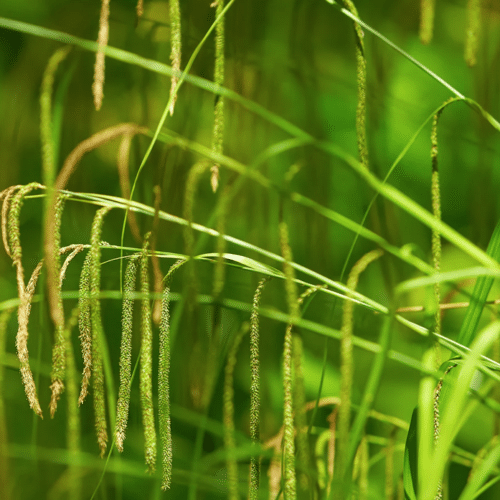 Carex pendula with drooping flower spikes beside a wildlife pond