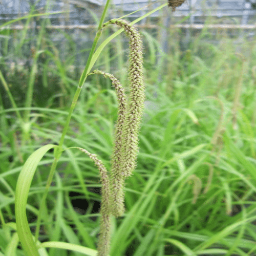 Pendulous Sedge growing beside a pond with arching green foliage