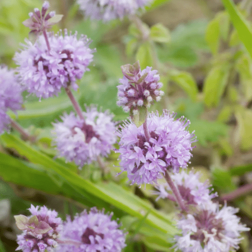 Pennyroyal pond plant with lilac flowers growing beside a wildlife pond