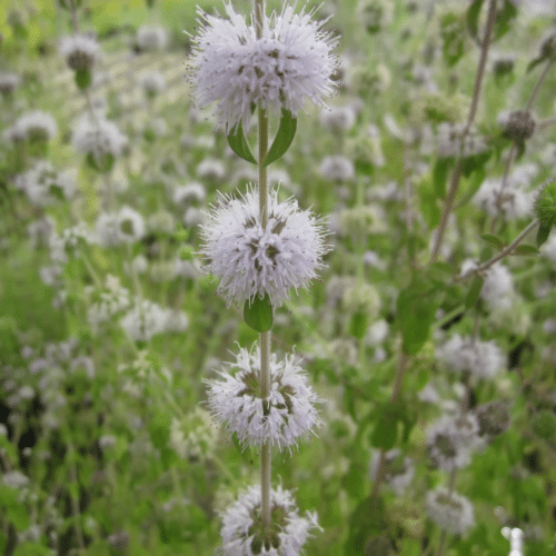 Mentha pulegium with creeping green foliage and purple flowers on pond edge