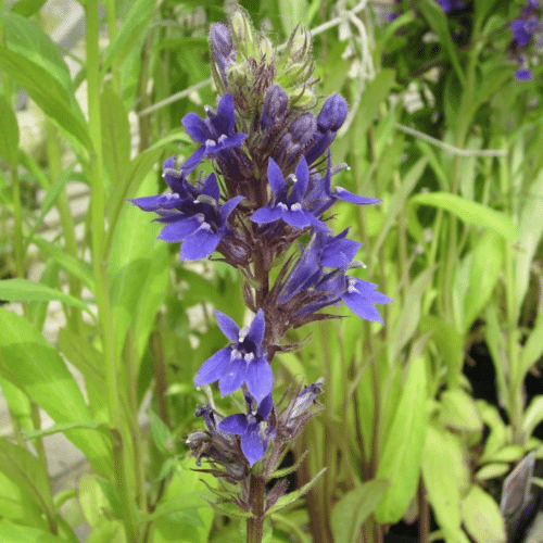 Lobelia speciosa Vedrariensis flowering in a damp bog garden beside water
