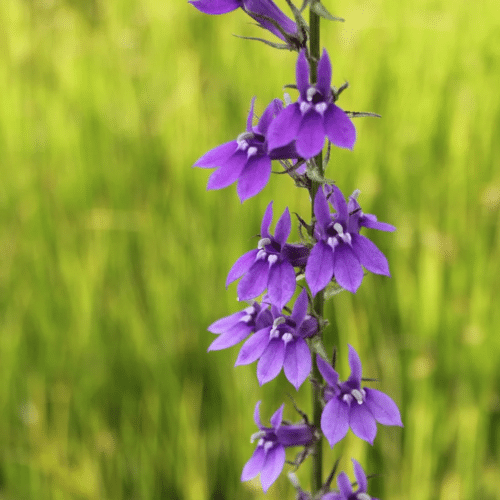 Purple Lobelia with tall violet flower spikes growing beside a wildlife pond