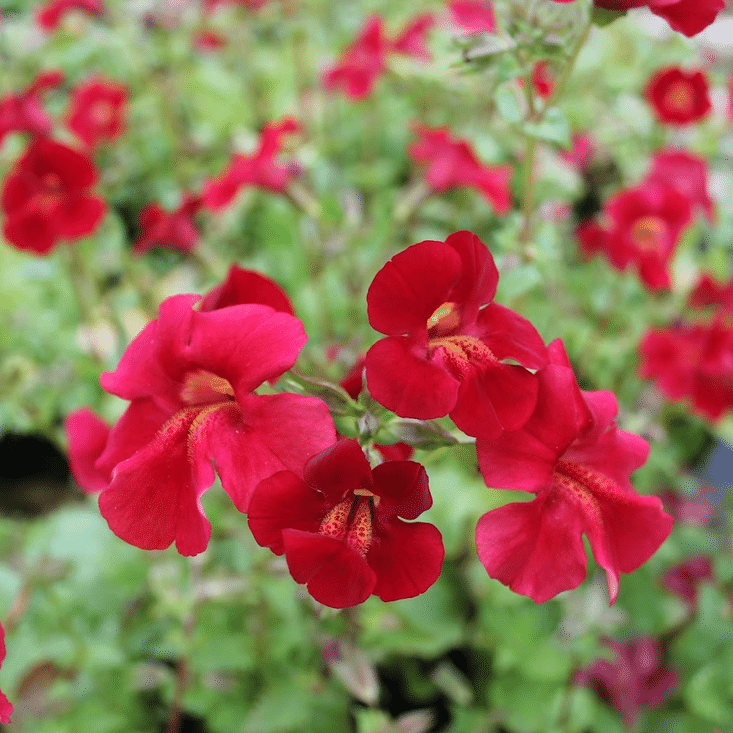Red Emperor Monkey Flower Mimulus cupreus Red Emperor marginal pond plant with vibrant deep red flowers