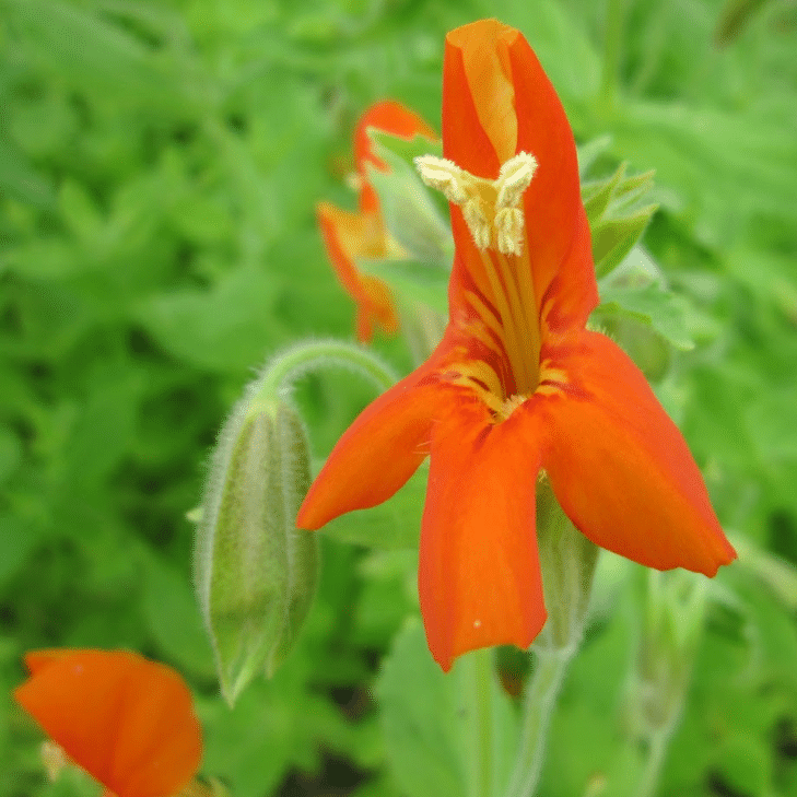Scarlet Monkey Flower Mimulus cardinalis marginal pond plant with vibrant orange red flowers and fresh green foliage