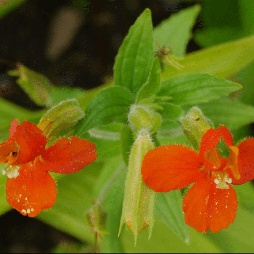 Mimulus cardinalis growing on a pond margin with vibrant scarlet red flowers