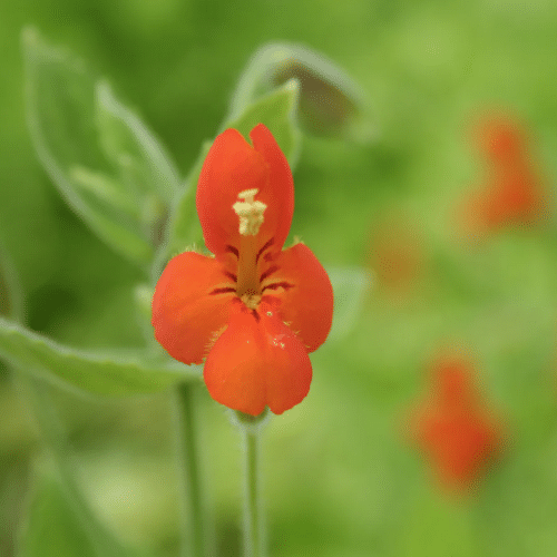 Scarlet Monkey Flower blooming beside a wildlife pond in shallow water