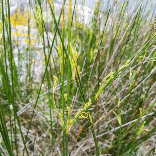 Juncus maritimus growing beside a pond with upright green stems and brown seed heads