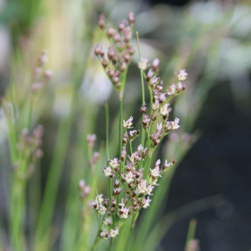 Sea Rush planted on a large wildlife pond margin creating architectural structure