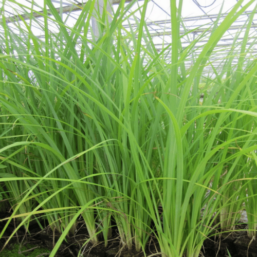 Native UK Carex acuta sedge planted beside a natural pond and wetland area