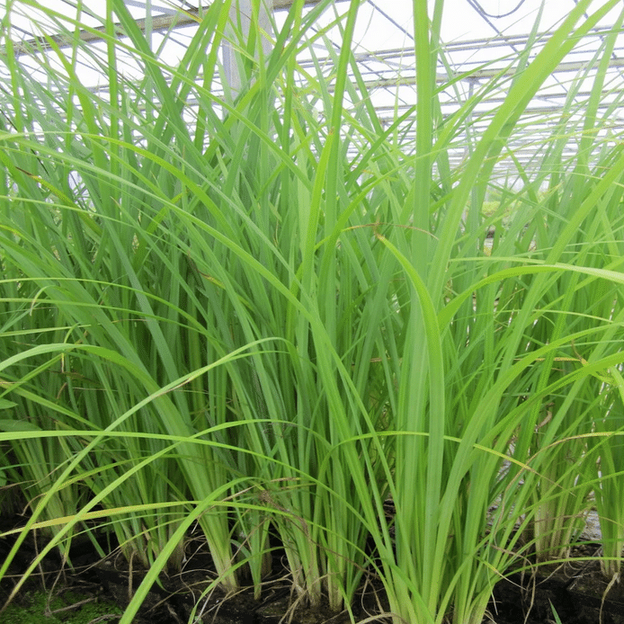 Native UK Carex acuta sedge planted beside a natural pond and wetland area